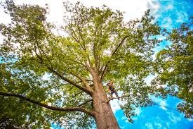 Reliable Sea Cliff, NY Tree Services Solutions
