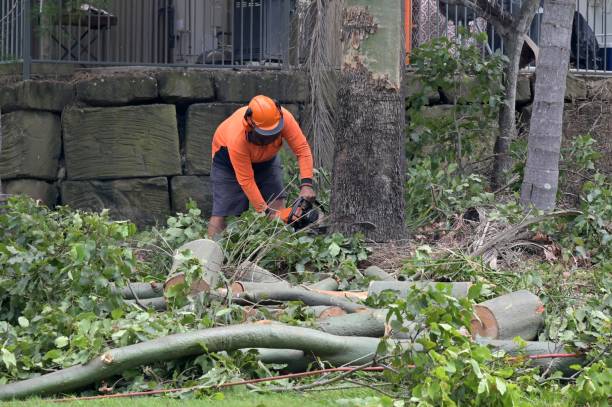 How Our Tree Care Process Works  in  Sea Cliff, NY